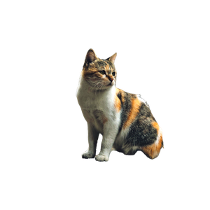 A Calico Cat Sits On A Rustic Wall In An Urban Setting, Exuding Calmness. 18138 - Cat PNG image with transparent background